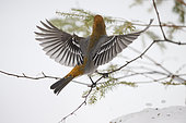 Pine Grosbeak (Pinicola enucleator) female in winter back with wings spread, Lake St Jean, Saguenay, Province of Quebec, Canada