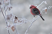 Pine Grosbeak (Pinicola enucleator) male on frosted branch, Lake St Jean, Saguenay, Province of Quebec, Canada