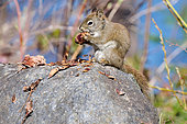 American red squirrel (Tamiasciurus hudsonicus) eating a pine cone, Lake St Jean, Saguenay, Province of Quebec, Canada