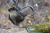 Gélinotte huppée (Bonasa umbellus) mâle battant des ailes : tambourinage, en période de reproduction, Région du Saguenay lac St Jean, Province du Québec, Canada