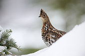 Ruffed Grouse (Bonasa umbellus) on snow, Saguenay lac St Jean region, Province of Quebec, Canada