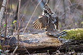 Ruffed Grouse (Bonasa umbellus) male cock flapping his wings: drumming, during breeding season, Saguenay lac St Jean region, Province of Quebec, Canada