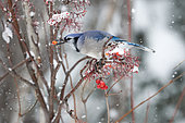 Blue Jay (Cyanocitta cristata) eating American mountain ash (Sorbus americana) berries, Saguenay lac St Jean region, Province of Quebec, Canada