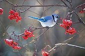 Blue Jay (Cyanocitta cristata) eating American mountain ash (Sorbus americana) berries, Saguenay lac St Jean region, Province of Quebec, Canada