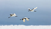 Group of Japanese cranes (Grus japonensis) in flight. Tsurui. Hokkaido. Japan.