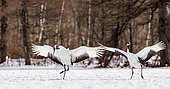 Two Japanese Cranes (Grus japonensis) are landing on the snow. Japan. Hokkaido. Tsurui.