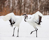 Two Japanese Cranes (Grus japonensis) are dancing on the snow. Japan. Hokkaido. Tsurui.