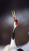 Japanese crane (Grus japonensis) shouts having lifted up head up. Close-up. Japan. Hokkaido. Tsurui.