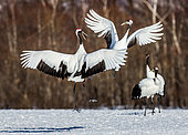 Japanese Cranes (Grus japonensis) are dancing on the snow. Japan. Hokkaido. Tsurui.