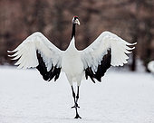 Japanese crane (Grus japonensis) is spreading his wings. Japan. Hokkaido. Tsurui.