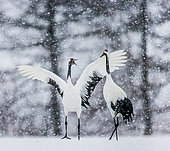 Grue du Japon (Grus japonensis) couple dansant sous la neige. Tsurui. Hokkaido. Japon.