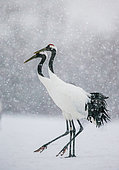 Japanese cranes (Grus japonensis) are walking in snow snowstorm. Japan. Hokkaido. Tsurui.