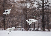 Grue du Japon (Grus japonensis) groupe en vol sous la neige. Tsurui. Hokkaido. Japon.