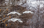 Group of Japanese cranes (Grus japonensis) in flight. Japan. Hokkaido. Tsurui.