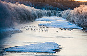 Grue du Japon (Grus japonensis) groupe dans une rivière au lever du soleil en hiver. Tsurui. Hokkaido. Japon.