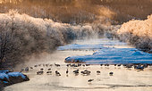 Grue du Japon (Grus japonensis) groupe dans une rivière au lever du soleil en hiver. Tsurui. Hokkaido. Japon.
