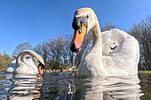Mute swan (Cugnus olor) swiming, England