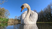 Mute swan (Cugnus olor) swiming, England