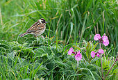 Reed bunting (Emberiza schoeniclus) perched amongts flowers, England