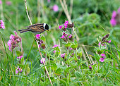 Reed bunting (Emberiza schoeniclus) perched amongts flowers, England
