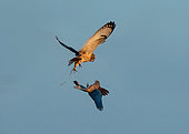 Short-eared owl (Asio flammeus) and Kestrel (Falco tinnunculus) fighting for food, England
