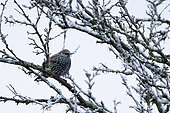 Starling (Sturnus vulagaris) perched amongst frozen branches, England