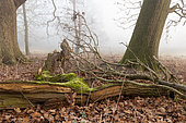 Muntjac de Chine (Muntiacus reevesi) faon au repos dans les feuilles mortes, Angleterre