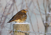 Song thrush (Turdus philomelos) perched on a fence post, England