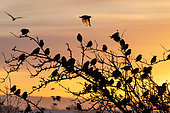 Starling (Sturnus vulagaris) silhouette at sunrise, England
