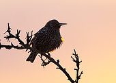 Starling (Sturnus vulagaris) perched on a branch at sunrise, England