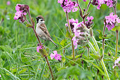 Tree sparrow (Passer montanis) perched amongst flowers, England