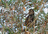 Woodcock (Scolopax rusticola) standing in a woodland, England