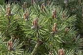 Dwarf Austrian pine (Pinus nigra) 'Agnes Bregeon' in spring