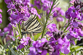Scarce Swallowtail (Iphiclides podalirius) butterfly feeding on flowering Wallflower (Erysimum sp.) 'Winter Joy', Gard, France