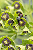 Fourmi ensanglantée (Camponotus cruentatus) visitant une inflorescence d'Euphorbe des garrigues (Euphorbia characias), Gard, France