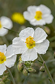 White rock-rose (Helianthemum apenninum), Gard, France