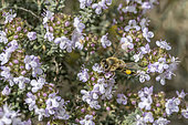 Honey bee (Apis mellifera) feeding from Thyme (Thymus vulgaris), Gard, France