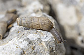 Decollate snail (Rumina decollata), Gard, France