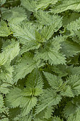 Stinging nettle (Urtica dioica) plants in spring