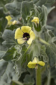 White henbane (Hyoscamus albus), Gard, France