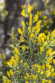 Mediterranean gorse (Ulex parviflorus) flowering, Bouches-du-Rhone, France