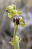 Sombre bee orchid (Ophrys forestieri), Bouches-du-Rhone, France