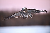 Great Gray Owl (Strix nebulosa) in flight, heading to land against a setting sun, Cap Tourmente, Quebec, Canada