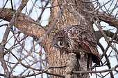 Great Gray Owl (Strix nebulosa) on a tree with a prey, Cap Tourmente, Quebec, Canada
