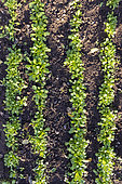 Row of Lamb's lettuce in a garden, France, Moselle, autumn
