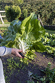 Picking of a very large lettuce, chicory 'Invernale' in a vegetable garden, France, Moselle, autumn