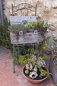 Decorative chair with pots of succulents, on a terrace, France, Var, summer