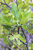 Fig tree in fruit, France, Var, summer