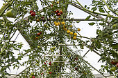 Tomatoes in a permaculture greenhouse, France, Vosges, autumn