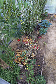 Tomatoes in a permaculture greenhouse, France, Vosges, autumn
